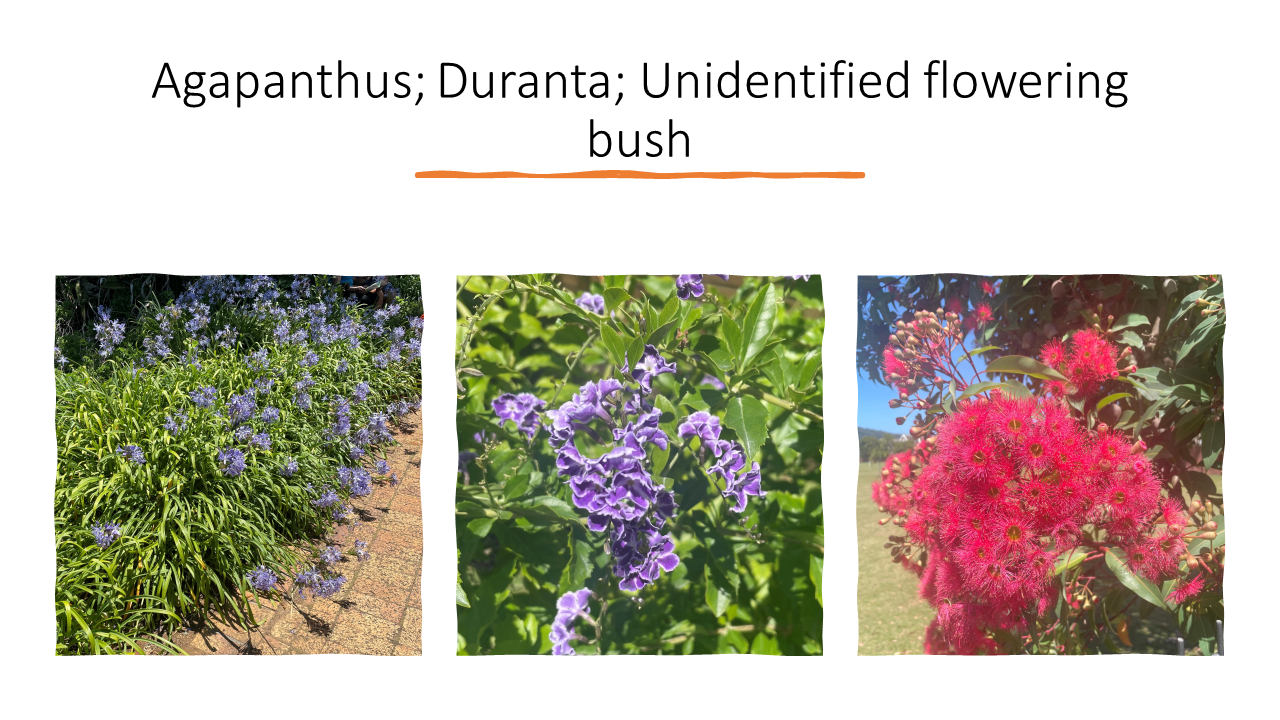 Agapanthus.png