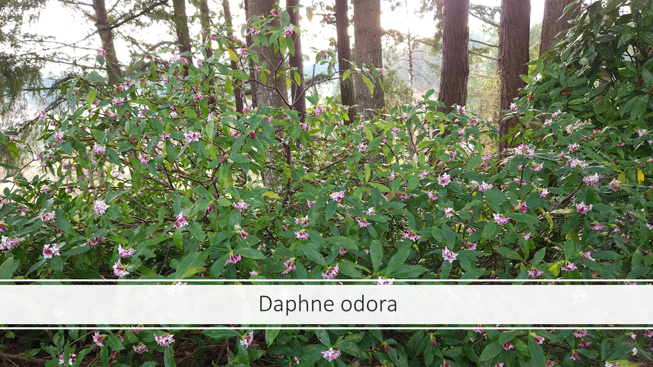 Daphne%20odora.png