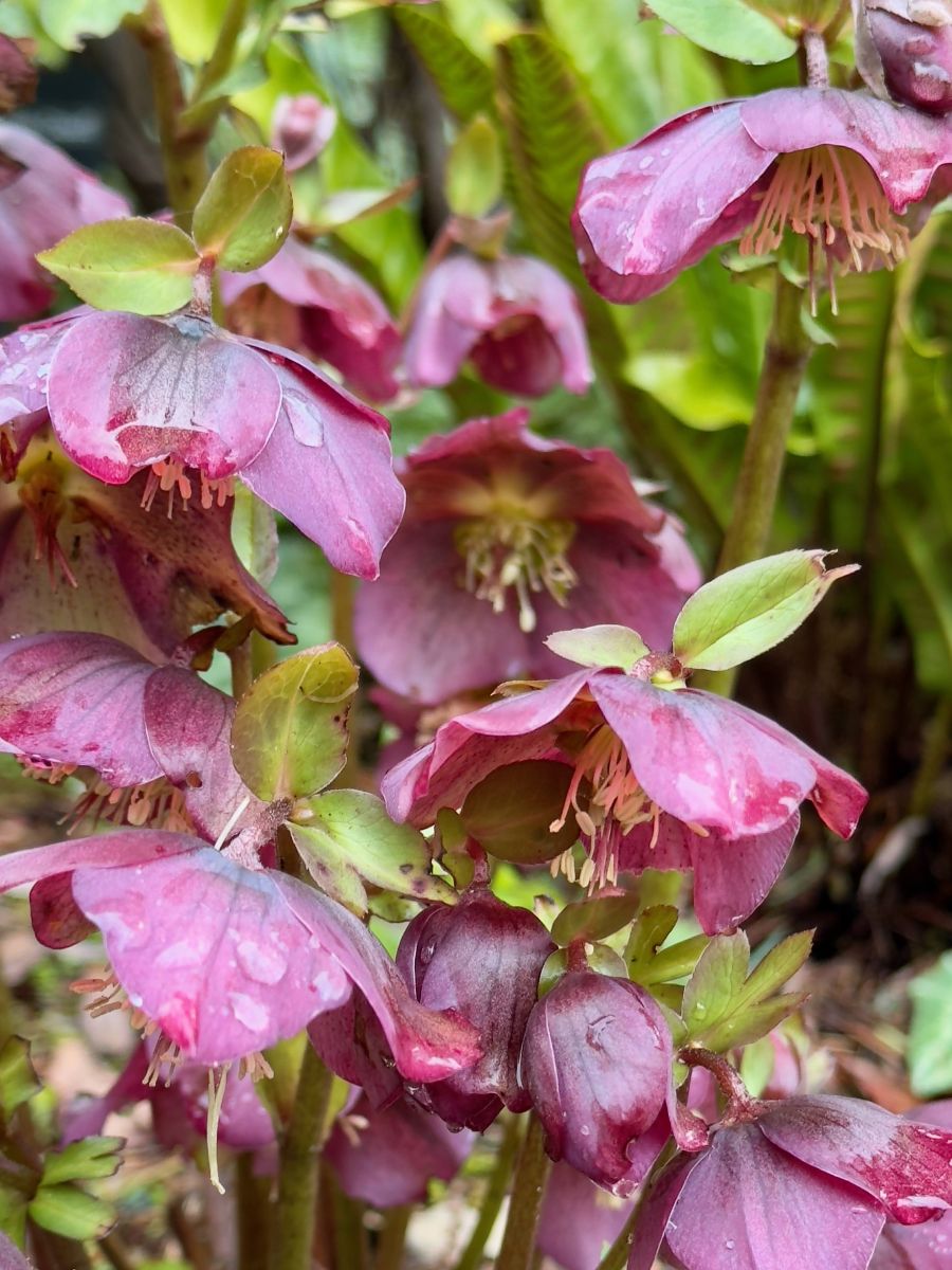 DPWG%20Hellebore.jpeg