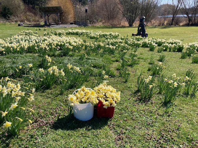 Daffodil%20field.jpeg
