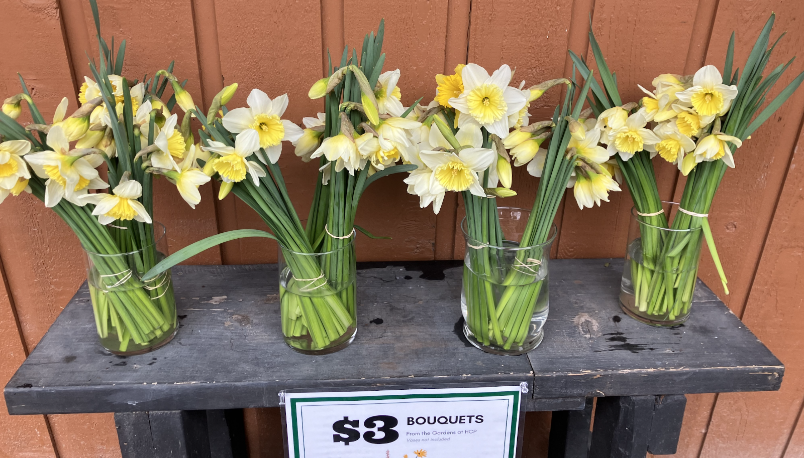 Daffodils%202025(1).png