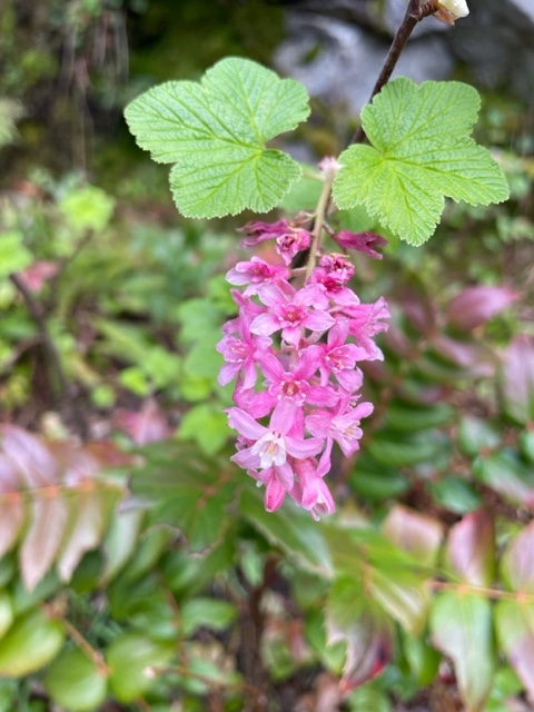 Ribes%20sanguineum.jpg