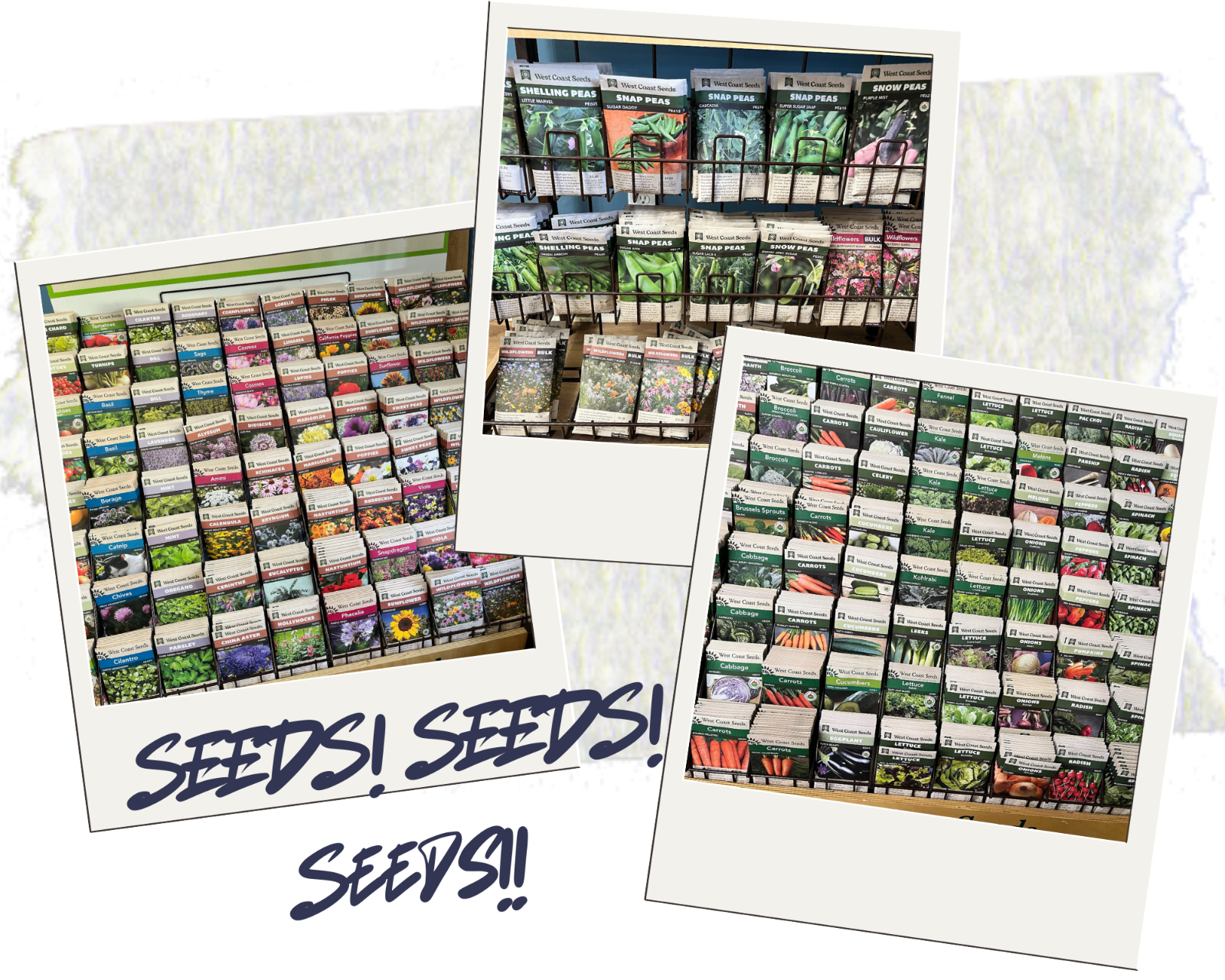 SEEDS!.png