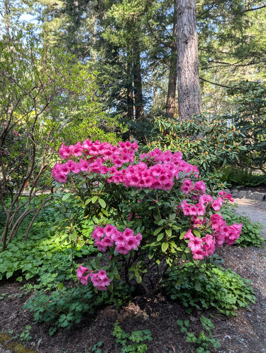 Rhodo%20Garden%203s.jpg